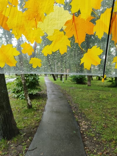 This image depicts a pathway in Vokhrinka, Russia, on a rainy day. The perspective is from beneath a transparent umbrella adorned with yellow maple leaf designs. The umbrella's surface is covered in water droplets, reflecting the surrounding environment. The pathway, made of asphalt, curves to the right and appears wet from the rain. To the left of the pathway, a large tree trunk is visible, with grass and scattered leaves on the ground. To the right of the pathway, a grassy area with scattered trees and foliage extends into the background, where faint figures of people can be discerned walking along the path. The overall atmosphere suggests a typical autumn day in a park or residential area.