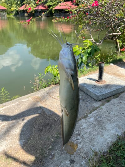 A dead catfish is held up by its mouth, hanging vertically, in the foreground. The fish is silver-grey with yellow fins and long barbels protruding from its mouth. Behind the fish, a body of water with reflections of clouds is visible, bordered by a concrete walkway and lush greenery. In the distance, several red-roofed structures can be seen alongside the water, hinting at a resort or park setting. The environment appears to be outdoors, possibly a fishing spot, with a concrete base and a metal post to the right of the fish. The lighting suggests it is daytime. The location is identified as Suối Tân, Vietnam.