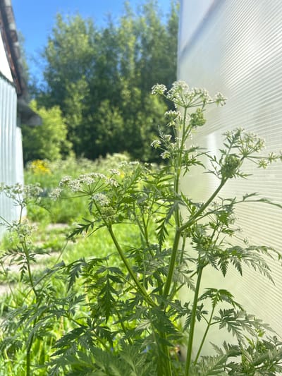 In this close-up, eye-level shot, a vibrant green plant with delicate white flowers dominates the foreground. The plant's lacy leaves are serrated and feathery, with stems reaching upwards towards the clear blue sky. To the right, a translucent, ribbed structure, likely a greenhouse wall, fills the background, diffusing the bright sunlight and creating a soft, ethereal glow. In the distance, a blur of green foliage and trees suggests a natural setting. The image appears to have been taken outdoors, with natural light casting subtle shadows on the plant's leaves. The scene evokes a sense of peace and tranquility, with the plant serving as the central focus against a backdrop of soft light and natural beauty. The image is a photographic depiction of a botanical subject in its natural or cultivated environment, possibly in a garden or a greenhouse, with the surrounding elements contributing to a serene and natural aesthetic.