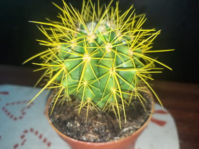 In Liubakhy, Ukraine, a close-up, high-angle shot captures a spherical, green cactus with bright yellow spines, planted in a small, terracotta pot. The pot sits on a surface adorned with a pattern of red heart shapes. The background is dark and out of focus, with a hint of a wooden surface visible on the right.