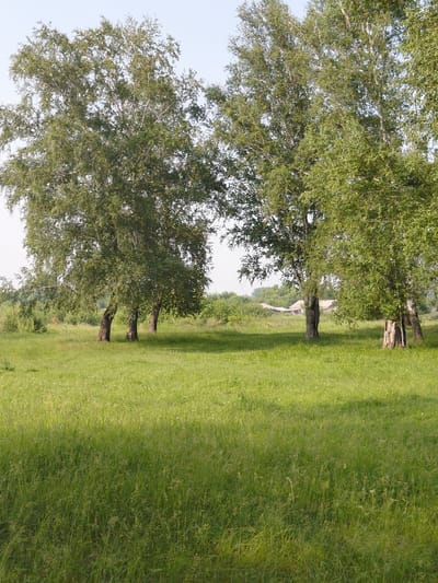 The image shows a grassy field with several birch trees in the foreground and midground. In the background, there are some buildings that appear to be part of a rural settlement. The sky is clear and pale blue. The scene is a natural landscape with hints of human habitation. The location is identified as Novosyolovo, Russia.