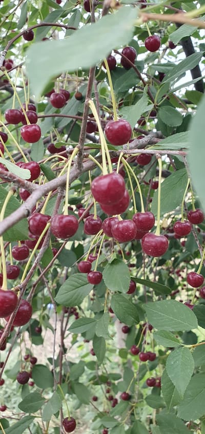 A close-up, vertical shot captures a branch laden with ripe, dark red cherries. The cherries are suspended from thin, yellow stems, some clustered together, others hanging individually. The background is a blur of green leaves and branches, suggesting an outdoor, natural setting. The image does not depict any people, actions, or interactions. The location is identified as Shurtang, Tajikistan.