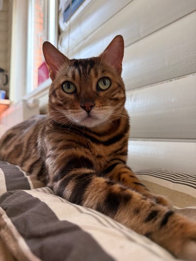 A Bengal cat with green eyes and a striped coat is lying on a striped cushion indoors, in front of a window with white blinds. The cat's body is mostly visible, with its front paws extended. The background is blurred, showing a window with a brick building outside and a white wall with horizontal lines. The cat appears to be in a relaxed pose. There are no people or any specific geographical markers visible in the image to indicate its location in Blagoveshchenskoe, Russia.