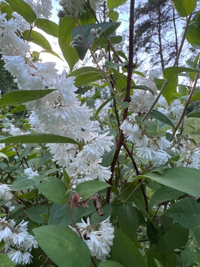 This is a close-up, eye-level, vertical shot of a flowering shrub with numerous small, white, multi-petaled blossoms and green leaves. The foreground is dominated by the plant's branches, leaves, and flowers, with some blossoms appearing delicate and feathery. A small, dark insect, possibly a spider, is visible on one of the flower clusters. The background shows a blurred view of trees with dark trunks and branches against a dusky sky, suggesting an outdoor environment. The lighting appears natural, with some areas softly illuminated and others in shadow. The setting is identified as Lisnyky, Ukraine, likely in a garden or natural outdoor space.