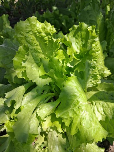 This media file is a close-up, high-angle shot of vibrant green lettuce leaves growing outdoors. The leaves are textured with a crinkled, ruffled appearance and some show subtle veins. Sunlight illuminates the foliage, creating bright highlights and dappled shadows, suggesting it is daytime. The background is softly blurred, but hints of dark soil and other green foliage indicate a garden or farm setting. The overall impression is one of fresh, healthy produce in a natural environment. There is no visible text. The location context is Krolevets, Ukraine.