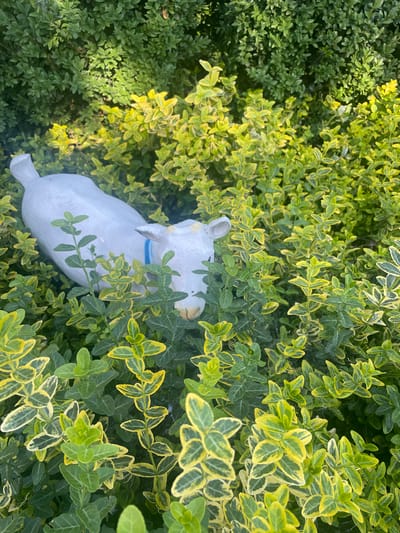 A white ceramic figurine of a cow lies nestled among vibrant green and yellow variegated shrubbery. The cow figurine is positioned on its side, with its head turned slightly to the right, revealing a light blue collar around its neck and yellow accents around its nose and ears. The surrounding foliage is dense and appears to be an outdoor garden setting. The lighting suggests it is daytime, with dappled sunlight illuminating parts of the scene. There are no people or animals present, only the inanimate figurine and plants. This scene is located in the city of Kobeliaky, Ukraine.