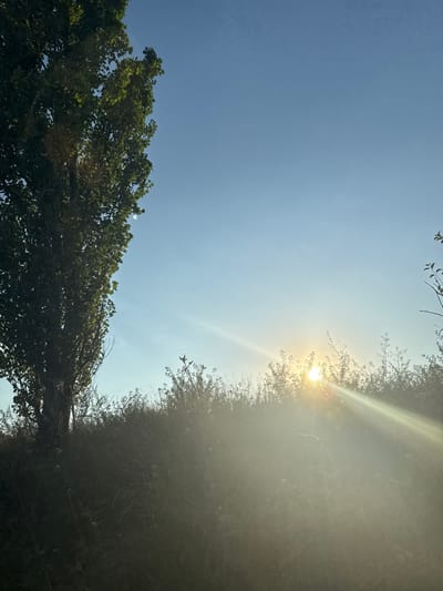 This is a photograph of a rural landscape in Sadovoe, Moldova, featuring a tall, leafy tree on the left side of the frame and a line of bushes and tall grass across the middle ground. The sun is setting or rising behind the bushes, casting a bright glare and light rays across the scene. The sky is clear and blue, with a gradient of lighter blue near the horizon. The foreground is filled with dark, shadowy vegetation.