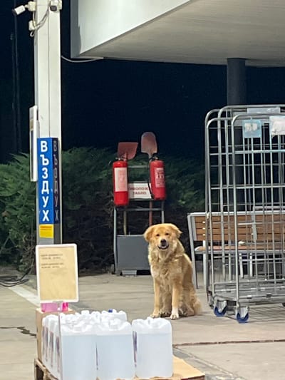 A medium-sized, golden-furred dog sits on a concrete surface outdoors. The dog is facing the camera with its mouth open, appearing to smile. Behind the dog, there is a red fire extinguisher with a shovel leaning against it, and a metal cage with benches inside. To the left of the dog, a blue sign with white Cyrillic lettering is visible. In the foreground, several large white plastic containers are stacked on a wooden pallet. The scene is set at night, with a dark background and artificial lighting. The location is identified as Gorni Dabnik, Bulgaria.