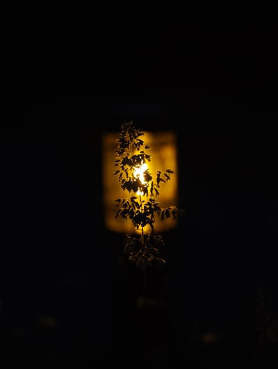 The image depicts a silhouetted plant with dark leaves and stems, partially illuminated by a warm yellow light source. The light appears to be emanating from behind the plant, creating a glow that outlines its form and highlights some of the translucent leaves. The background is almost entirely black, with a faint rectangular shape of the light source visible. The overall impression is one of nighttime, with the plant standing in contrast to the darkness, possibly near a streetlamp or illuminated building in Wilnsdorf, Germany. There are no people or explicit actions depicted in the scene.