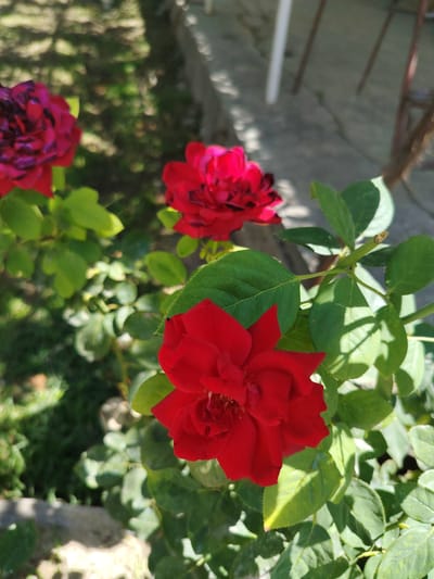 A close-up, eye-level, vertical shot features a vibrant red rose in full bloom, positioned prominently in the foreground and slightly to the right of the frame. The rose's petals are a deep, rich red, with subtle variations in shade and texture, and its center is detailed with its stamen. It is surrounded by lush, green foliage, with some leaves showing dappled sunlight and shadows.

Behind the main rose, other roses and green leaves create a slightly blurred background, adding depth to the image. Two darker, reddish-purple roses are visible in the upper left quadrant, also in bloom.

The environment appears to be an outdoor garden. In the background, out of focus, a light-colored concrete pathway or patio is visible, with patches of sunlight and shadow suggesting an overhead structure or trees. To the left of the path, a strip of dark green grass or ground cover is present. Further back, blurred vertical elements, possibly part of outdoor furniture or fencing, can be discerned. The overall impression is a bright, sunny day in a garden setting. No people are present in the image. The specific location of Almachi, Uzbekistan, is not visually identifiable from the image itself.