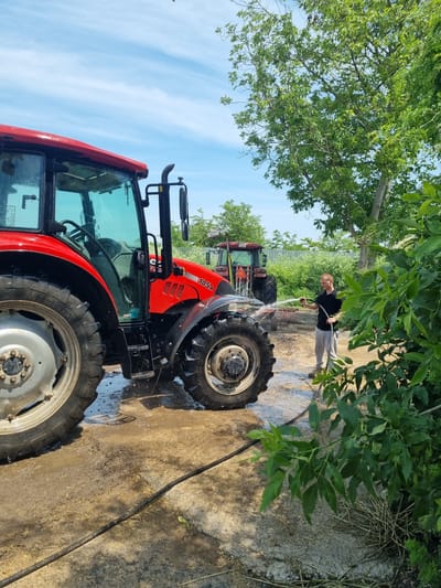 An outdoor scene in Ovcharovo, Bulgaria, depicts a male individual washing a red CASE IH 105A agricultural tractor on a bright, sunny day. The man, positioned on the right side of the frame, is wearing a black short-sleeved polo shirt, light grey track pants, and dark shoes. He holds a dark-colored hose, spraying water onto the left side of the tractor's engine compartment and front wheel. The tractor, predominantly red with black accents and tinted windows, shows visible water droplets from the cleaning process. Its large rear wheel has a silver hub and black tire, while the front wheels are entirely black. A black exhaust pipe and a side mirror assembly are visible on the tractor's right side.
In the background, a second, older-model red tractor is parked, bearing a license plate or identification tag "TX 9990" on its rear. The ground surrounding the washing area is a mixture of wet soil, mud, and some concrete, with scattered straw or dry grass clippings. Puddles and splashes are evident. Lush green trees with dense canopies and various shrubs populate the scene; a large tree with a thick trunk stands prominently on the right, and other foliage partially obscures the foreground on the bottom right. A light-colored fence is visible in the distant background, behind the second tractor and dense bushes. The sky above is clear blue with sparse, wispy clouds.
