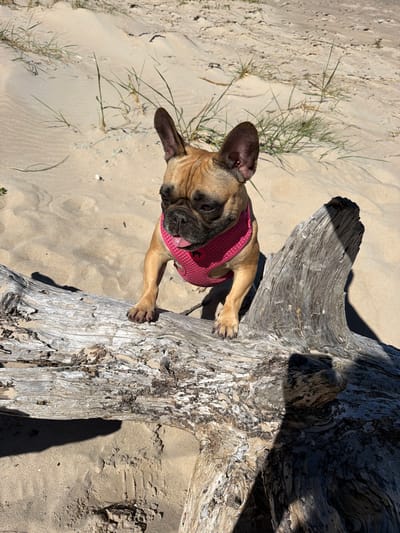 A fawn-colored French Bulldog, wearing a pink mesh harness, clings to a piece of driftwood on a sandy beach. The dog's tongue is slightly visible. The sand is lightly textured, with sparse dune grass present in the background. The weather appears sunny, casting distinct shadows. The location is likely Ragaciems, Latvia, a coastal area known for its sandy beaches and driftwood.