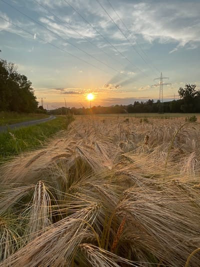The image depicts a rural scene at sunset, likely in or near Rückershausen, Germany. A field of golden-brown barley dominates the foreground, with stalks reaching towards the viewer. A paved pathway runs along the left edge of the field, bordered by green grass and trees. In the distance, a line of trees forms a dark horizon against the sky. The sun is low in the sky, casting long shadows and illuminating the clouds with warm, orange hues. Power lines stretch across the sky, supported by tall metal pylons, indicating the presence of electricity infrastructure in the area. The overall atmosphere is serene and natural, with a touch of human presence through the power lines and the pathway.