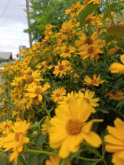 A close-up, low-angle, vertical outdoor shot captures a dense thicket of bright yellow flowers, likely Black-eyed Susans, in bloom. The flowers, with their characteristic brown centers and yellow petals, are the dominant element, filling most of the frame. Some of the flowers are in sharp focus, revealing intricate details of their petals and centers, while others are softly blurred, creating a sense of depth. Lush green leaves and stems intertwine with the blossoms, adding texture and contrast. In the background, out of focus, a sliver of a building with a dark roof and part of a utility pole are visible, suggesting an urban or suburban setting. The sky above is overcast, contributing to the soft lighting. The overall impression is one of natural abundance and vibrant color. This scene is located in the city of Васильевка, Kyrgyzstan.