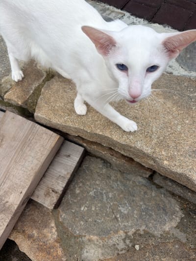 An overhead, medium shot captures a white cat with striking blue eyes and large ears standing on rough, light brown stone steps. The cat is positioned on the middle step, with its body angled slightly away from the viewer and its head turned to face the camera. Its front paws are visible on the step, and its hindquarters are slightly elevated. To the left of the cat, two weathered wooden planks are stacked horizontally on a lower stone surface, one slightly overlapping the other. The background consists of the stone steps and a hint of dark brickwork at the top edge of the frame, suggesting an outdoor setting. The lighting is natural, casting soft shadows and highlighting the texture of the cat's fur and the surrounding stone. The overall scene is naturalistic, with no discernible signs of human intervention or specific urban context beyond the implied presence of structures.