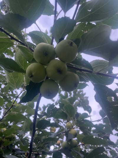 The image shows a close-up of green apples growing on a tree branch, with leaves and a cloudy sky in the background. The apples are small and round, with some appearing to have a slight blush. The leaves are green and veined, with some showing signs of damage or imperfections. The lighting suggests it is daytime, possibly overcast. The scene appears to be outdoors, likely in an orchard or garden. There are no people or animals visible in the image. The location in Taran-Bazar, Kyrgyzstan, is noted but not visually represented in the image itself.