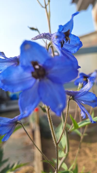 The image shows a close-up of blue delphinium flowers. The flowers are in bloom and appear healthy. They are on a tall stalk with green leaves. The background is blurred, but it appears to be a garden or outdoor setting. The sky is visible in the upper part of the image. There is no visible indication of the location in the city of Nogliki, Russia.