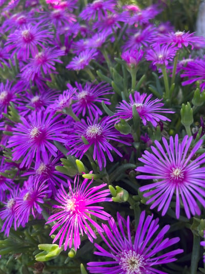 This is a close-up, high-angle photograph of a dense cluster of bright purple, star-shaped flowers, likely a type of succulent. The flowers have numerous thin, pointed petals radiating from a fuzzy, light-colored center. The petals are vibrant and appear to be slightly translucent in some areas where light shines through them. Some of the flowers are fully open, while others are in various stages of bloom.
Interspersed among the flowers are fleshy, green leaves that are somewhat cylindrical and pointed, characteristic of succulents. The foliage forms a thick, textured backdrop to the blossoms.
The lighting suggests it is daytime, with some of the flowers receiving direct sunlight, causing them to appear brighter and more luminous than those in the shadows. The overall mood is cheerful and vibrant, highlighting the beauty of the flowers. There are no people or text visible in the image. The location context provided is Novaya Adygeya, Russia, which implies this could be a garden or natural setting within that region.