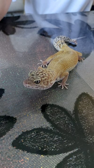 A leopard gecko is shown in the center of the image, lying on a sparkly, black surface with a floral pattern. The gecko is facing left with its head slightly raised. It has a tan body with dark brown spots and a black and white spotted tail. The background is blurred, but appears to be a table or similar surface with dark, abstract shapes and a white garment. There is no information in the image to suggest the location in the city of Зелёный, Russia.