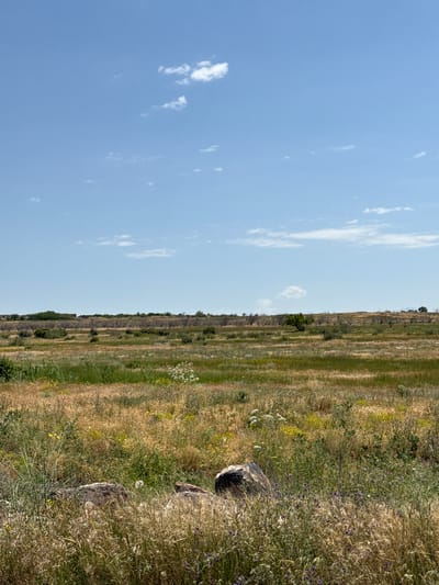 The image depicts a wide, dry, grassy field under a clear blue sky with sparse white clouds. The foreground features tall, golden-brown grass with scattered green foliage and small purple wildflowers. Two large, dark-colored rocks are prominent in the lower center of the frame. Beyond the foreground, the field continues, with patches of green grass interspersed with dry, brown vegetation and more wildflowers. In the middle ground, a line of barren trees, appearing dead or dormant, stretches across the horizon, punctuated by scattered bushes and a single green tree. Further in the distance, the terrain rises slightly, with more vegetation and a faint suggestion of structures or buildings on the far horizon. The overall impression is one of a rural, arid landscape, consistent with the outskirts of Proshyan, Armenia, possibly a field or steppe area during a dry season. There are no people or animals visible in the image.