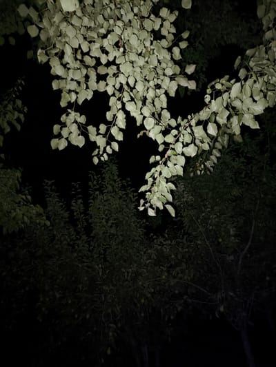 The image depicts a dark, outdoor scene dominated by the silhouette of trees and foliage against a black background. The upper portion of the frame features branches with pale, luminous leaves, illuminated from above. These leaves are roughly heart-shaped with serrated edges and are densely clustered on thin stems. Below this, the image transitions to a darker, less defined area, showcasing the dense foliage of other trees, appearing almost black. The overall impression is that of a nighttime view of a garden or park, possibly within the city of Kungrad, Uzbekistan, where the artificial light source highlights certain parts of the trees while leaving the rest in deep shadow. No people or specific structures are visible, only the natural elements of trees and leaves.