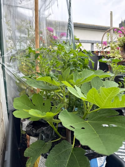 In Wilhelmshaven, Germany, within a garden setting, a close-up shot reveals several potted plants. Dominating the foreground is a fig tree, identifiable by its large, lobed leaves. Behind the fig tree, tomato plants with smaller, divided leaves are visible, and further back, pink flowers suggest the presence of other flowering plants. These plants are situated inside a transparent plastic greenhouse or cover, supported by a wooden stake. The backdrop shows a building with a gray roof and siding, indicating an urban or suburban environment. The overall scene is one of horticultural activity, likely in a garden or on a balcony.