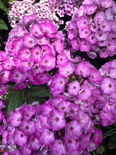 The image shows a close-up view of a dense cluster of blooming phlox flowers. The flowers are predominantly a vibrant shade of purple, with some lighter pink and white variations visible, particularly on the left side of the frame where a cluster of smaller, lighter-colored phlox are in focus. The larger purple phlox flowers have five petals each, with a darker center. They are arranged in a crowded, abundant display, suggesting a garden setting. The lighting suggests it is daytime, with natural light illuminating the flowers. There is no visible text in the image. The scene is a natural one, showcasing the beauty of blooming flowers.