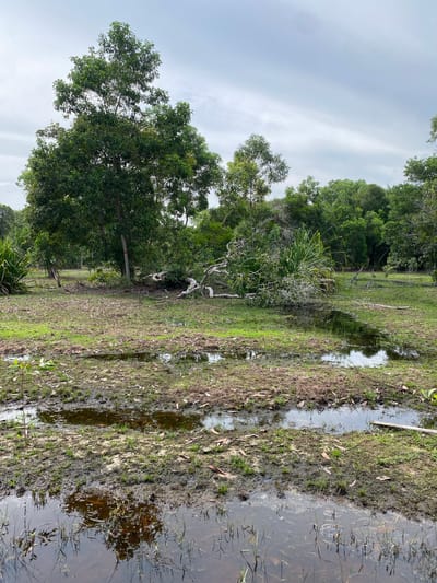This image depicts an outdoor scene on the island of Ko Siboya, Thailand. The foreground is dominated by muddy ground with shallow pools of water reflecting the overcast sky and surrounding vegetation. Scattered brown leaves lie on the muddy surface. In the mid-ground, a large tree has fallen, its branches and trunk creating a tangled mass of wood and foliage. Behind the fallen tree, more trees and dense foliage form a backdrop. The sky above is cloudy and grey. The overall impression is one of a natural, somewhat unkempt environment, possibly after a storm. No people or animals are visible in the image.