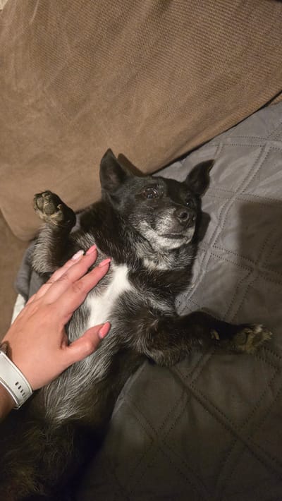 The image displays an indoor scene located in Rudnik, Bulgaria. A small, mixed-breed dog, predominantly black with extensive grey and white fur on its muzzle, chest, and belly, is lying on its back on a dark grey quilted blanket. The dog's front paws are raised, and its dark eyes are directed upward and slightly to the right. A human's left hand, featuring light skin and fingernails painted a light pink-coral hue, rests gently on the dog's chest. A white-banded smartwatch or fitness tracker is visible on the human's wrist. The background reveals a light brown, woven fabric surface, consistent with a sofa or chair cushion. The dog's posture indicates relaxation and comfort during interaction.