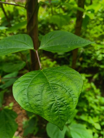 The image displays a close-up, vertical shot of green foliage in a natural environment, located in Bình Hải, Vietnam. In the immediate foreground, a single, large, vibrant green leaf is prominently featured and sharply in focus. This leaf exhibits a cordate to broadly ovate shape with visible, impressed venation and a slightly textured or rugose surface. Extending upward from behind this leaf is a slender, purplish-brown stem, partially obscured by the foreground leaf. This stem appears to be part of a climbing plant or vine, as it is seen entwining around a thicker, darker brown, vertical support structure, possibly a tree trunk or another plant stem. Attached to the purplish-brown stem are two smaller, deep green leaves, positioned symmetrically above the main foreground leaf, and rendered slightly out of focus. The background consists of a heavily blurred expanse of green vegetation, indicating a dense arrangement of plants and leaves, with indistinct shadows and highlights. No human figures, animals, or artificial objects are present in the frame. The lighting suggests natural daylight, illuminating the leaves and creating variations in green tones.