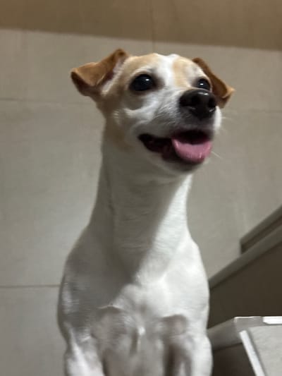 A medium shot captures a Jack Russell Terrier from a low angle, looking upwards and to the right with its mouth open, revealing a pink tongue. The dog has white fur with tan markings on its ears and head, and dark eyes. The background consists of a textured, light-colored wall and a blurred dark object to the right, possibly furniture. The lighting appears to be artificial and somewhat dim. There are no discernible landmarks or contextual elements that would suggest a specific location within Santa Marta, Colombia.