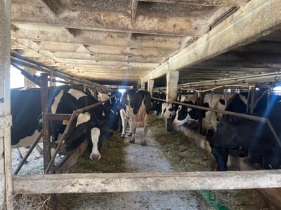 The media file captures a herd of Holstein Friesian cows inside a barn. The scene depicts a typical agricultural setting, likely a dairy farm, given the presence of the cows and the barn structure. The barn appears rustic, with a concrete floor covered in straw and feed. The ceiling is constructed from concrete beams and slabs, showing signs of age and wear. Metal bars and wooden fences are visible, separating the cows and guiding them within the barn. The cows are predominantly black and white, with a few entirely black individuals. They are gathered around feeding troughs, some actively eating, while others stand or rest.
The lighting suggests it could be daytime, with natural light filtering in from openings, possibly creating a slightly dim interior. The overall atmosphere is functional and focused on the welfare of the livestock. There are no people visible in the frame. Some of the cows have yellow identification tags on their ears, a common practice on farms for tracking and management. The image showcases the daily life of dairy cows within their enclosed environment, highlighting the agricultural infrastructure required for livestock farming. The location is specified as Laprakasy, Russia, providing specific geographical context to this agricultural scene.
