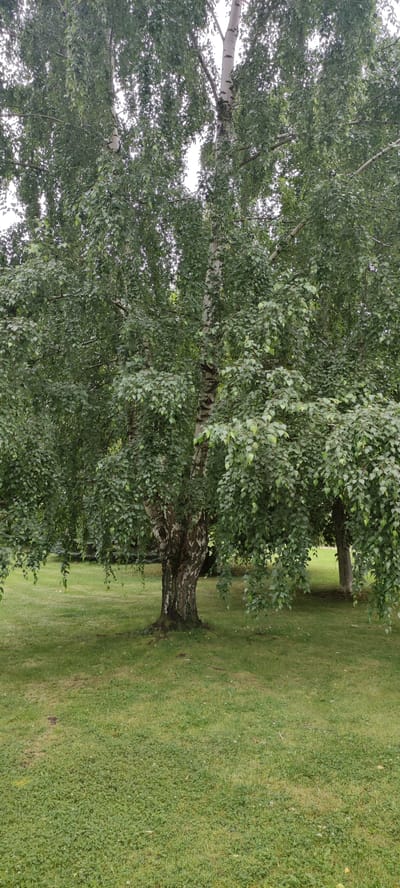 A medium shot captures a large birch tree with a thick trunk, its branches heavily laden with green leaves, some of which droop downwards. The tree stands in a grassy area, with a mowed lawn and patches of clover. In the background, another birch tree is visible, along with hints of evergreen foliage. The sky is overcast. The scene is devoid of people or any discernible activity. The overall impression is that of a natural park or garden setting within the Ангелово Клубная Резиденция, Russia.