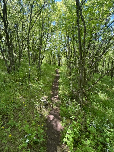A dirt path stretches into the distance, bordered by trees and greenery, in Lipnitsa, Bulgaria. The image appears to be rotated counter-clockwise. Trees line the left side, and the dense undergrowth on the right contains small white and yellow flowers. Sunlight filters through the canopy, casting shadows on the path.
