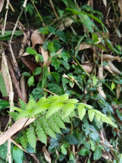 The image displays a close-up view of dense, natural vegetation, located in the vicinity of Bangalum Bridge, Papua New Guinea. The central subject is a vibrant, light green fern frond, sharply focused in the foreground, extending from the lower left towards the right. This fern features numerous finely divided, pinnate leaflets, some exhibiting a slightly textured or hairy surface. The background and midground are filled with a thick layering of various green leaves and stems, creating an impression of lush undergrowth. Interspersed within the green foliage are several dry, light brown, elongated plant stalks, consistent with dried bamboo or similar woody material, particularly visible on the left side and in the upper portions of the frame. No individuals, animals, man-made objects, actions, or interactions are present within the static scene. The environment is characterized by natural, undisturbed flora, under what appears to be diffused lighting conditions.