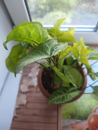 An overhead, medium shot captures a potted plant with broad, variegated green leaves situated on a windowsill. The plant, likely a Syngonium variety due to its arrowhead-shaped leaves with distinct white or pale green markings, is housed in a simple terracotta-colored pot filled with dark soil. The pot rests on a surface with a wood-grain pattern, possibly a shelf or a windowsill extension. Behind the plant, a window reveals a blurred, soft-focus view of green foliage and the sky, suggesting an outdoor environment. The lighting is natural, originating from the window, creating subtle highlights and shadows on the plant's leaves. The overall impression is of a common household or office plant placed indoors. The location is identified as Тайжина, Russia, implying this scene is within that geographical area.