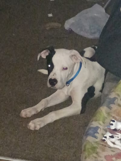 A white and black dog with a blue collar is lying on a brown carpet. The dog is positioned near a sofa with a floral pattern. The environment appears to be indoors. No people are visible. No information on the location in the city of Clarksville, United States of America is available in this image.