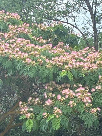 This is a photograph of a Persian silk tree (Albizia julibrissin) in full bloom, likely in the city of Mirnyi, Ukraine. The tree is densely covered with its characteristic feathery, pinkish-white flowers and compound leaves. The flowers are clustered and appear to be at the peak of their bloom, giving the tree a soft, ethereal appearance. The leaves are a vibrant green and are arranged in a pinnately compound structure. The background shows the darker foliage of other trees, with some branches and the sky visible through the canopy. The lighting suggests an overcast day, which contributes to the diffused light and soft colors in the image. The photograph is taken from a medium distance, capturing a significant portion of the flowering tree.