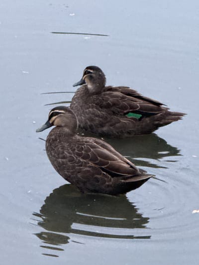 Two Pacific Black Ducks are swimming in a body of water. The ducks are mostly dark brown with intricate feather patterns. One duck, on the left, has a distinct patch of iridescent green on its wing. Both ducks are facing downwards, appearing to be foraging or looking for food in the water. The water is a muted grey with reflections of the ducks and their shadows visible. There are also some small, white specks floating on the surface of the water, possibly reflections or tiny debris. The lighting suggests it might be daytime, with soft, diffused light. The scene is serene and natural, capturing a moment of quiet activity in their aquatic environment. The location context is Potts Point, Australia. No text is visible in the image.