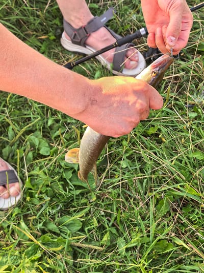 In an outdoor setting, likely a grassy area near water, two individuals are engaged in fishing. One person's arm is prominently displayed in the foreground, holding a small fish by the mouth. The fish is impaled on a fishing hook. Another person's hands are visible above the fish, also seemingly involved in the handling of the fishing equipment. The background shows green grass and vegetation, with parts of a fishing rod and two pairs of sandals. The specific location within the city of Кузьминовка, Russia, is not determinable from the visual information provided in the image.