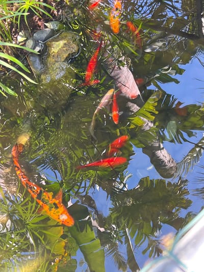 The image shows a pond, likely located in Zvulun Regional Council, Israel, based on the reflection of the sky and surroundings. Multiple koi fish are visible, varying in color from red to orange and white. The pond's water surface is rippled, reflecting the sky and surrounding trees. A large, grey log lies partially submerged in the water, with green plants of various types scattered around the pond's perimeter and within the water. A rock with smaller stones around it is also visible. There is an LED light on the ground near the rock. The scene is brightly lit, suggesting a sunny day.
