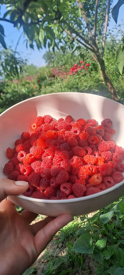 A person's hand is holding a white bowl overflowing with ripe raspberries. The bowl is positioned in the foreground, with the raspberries filling the majority of the frame. In the background, lush green foliage and trees are visible, with hints of red flowers scattered amongst the greenery, suggesting an outdoor setting, likely a garden or orchard. The overall scene evokes a sense of freshness and abundance, indicative of a successful harvest. The location is Trostyanets, Ukraine.