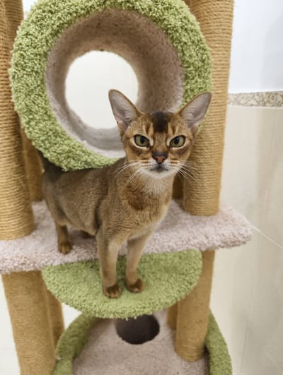 An alert Abyssinian cat stands prominently on a multi-tiered cat tree in an indoor setting. The cat, with its sleek, ticked tawny fur, large pointed ears, and striking green-gold eyes, looks directly at the viewer with an attentive and curious expression. Its nose is a soft pink, and numerous white whiskers fan out from its muzzle.

The cat tree is a complex structure designed for feline recreation, featuring several platforms and scratching posts. The platforms are covered in soft, shaggy material in alternating muted green and light beige colors. The cat is positioned on a beige platform, with a smaller green platform visible beneath its front paws. Behind the cat's head is a circular tunnel opening within the cat tree, also lined with shaggy fabric, through which a bright, plain background is visible. The vertical support posts of the cat tree are wrapped in natural-colored sisal rope, serving as scratching surfaces.

The background reveals a light-colored, possibly tiled wall, with a decorative patterned border running horizontally near the bottom. The lighting is bright and even, suggesting a well-lit interior, likely during the daytime. The overall scene conveys a calm domestic environment. No text is visible in the image. The location is Kolosisty, Russia.