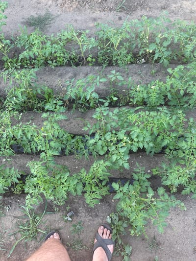 The image shows a garden with rows of young tomato plants, some of which have begun to flower and bear small, green fruit. The plants are lush and green, indicating good growing conditions. The soil appears to be dark and loamy, with some mulch laid between the rows. A person's feet, wearing sandals, are visible in the lower right corner of the frame, suggesting the image was taken from a standing or kneeling position. The scene is outdoors, and the lighting suggests it is daytime, likely during warm weather. There are no visible text elements in the image. The setting appears to be a domestic garden or a small-scale agricultural plot in Tobyl, Kazakhstan. The overall impression is one of growth and cultivation, with a focus on the developing tomato plants.