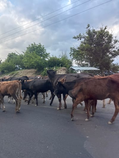 A herd of cattle is crossing a paved road in Aranisi, Georgia. The cows are of various brown and black colors, and some are calves. They are walking from left to right across the frame. The road is asphalt, and there are trees and green foliage on either side. The sky is overcast with gray clouds. There is a small, open-sided structure with a metal roof in the background, possibly a bus stop or shelter. No people are visible in the image. The overall scene depicts a rural roadside in Georgia.