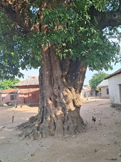 The image portrays an outdoor scene in Takum, Nigeria, dominated by a large, mature tree with a thick, gnarled trunk and exposed surface roots. The tree's canopy features dense green foliage against a clear, light blue sky. The ground consists of light brown, sandy soil with scattered dry leaves. To the left of the tree's base, a small wooden stake is partially embedded in the soil. To the right, two chickens, one darker with mixed plumage and one lighter, are present on the ground. In the left background, two single-story structures with faded red walls and reddish corrugated metal roofs are visible. In the right background, a single-story building with light-colored walls and a darker roof is present. No human subjects are visible.