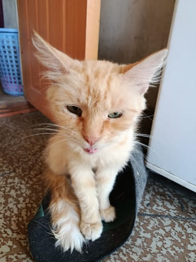 The image shows a ginger cat sitting on a dark gray, slightly worn fabric object that appears to be a mat or cushion. The cat is looking directly at the camera with its mouth slightly open, revealing its pink tongue. The cat has large ears, green eyes, and a fluffy tail. The background includes a textured floor, a wooden door or wall, and a white appliance. To the left of the cat, a blue plastic basket is visible. The scene appears to be indoors, possibly in a residential setting, in the city of Kentau, Kazakhstan.
