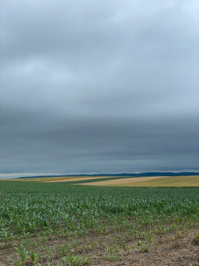 The image depicts a wide agricultural landscape under a heavily overcast, grey sky. In the foreground, a field of young green crops, likely corn, stretches across the frame. The plants are evenly spaced in rows. Beyond this field, the land rolls into a series of fields with varying colors, suggesting different crops or stages of growth. Some fields appear golden yellow, while others are a lighter green. In the far distance, a treeline forms a dark, undulating horizon against the muted sky. The overall impression is one of a rural setting, likely a farmland within or near the city of Titel Municipality, Serbia. There are no people or animals visible in the image. The environment is characterized by agricultural land and a somber, cloudy atmosphere.