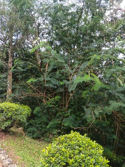 The image captures a vibrant, lush natural landscape, likely a garden or forest edge, situated in Doongdoongnyelsa Norbooding, Bhutan. The scene is dominated by various shades of green foliage, indicating a healthy and dense plant environment.

In the foreground, there are two distinct, neatly trimmed shrubs with bright green leaves, suggesting human landscaping or maintenance. One shrub is positioned on the left, partially obscured, while the other occupies the bottom right corner of the frame. These shrubs rest on a gentle slope of green grass and some visible rock.

Behind the shrubs, a dense collection of trees fills the rest of the frame. Many of these trees feature abundant, dark green, pinnately compound leaves, creating a layered canopy. Their bare branches, ranging from thin twigs to thicker limbs, are visible through the foliage, displaying earthy brown and grayish tones. A prominent, larger tree trunk with a rough texture stands on the left side, adding to the depth of the scene.

The time of day appears to be bright daytime, with soft, diffused light illuminating the foliage, suggesting an overcast sky or a moment when direct sunlight is not harsh. The weather seems calm, with no indications of wind or rain. No people, animals, or visible text are present, allowing the natural beauty and tranquility of the lush greenery to be the sole focus of the image. The overall impression is one of serene and abundant nature.