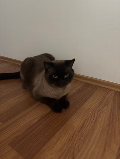 The image features a Siamese cat with dark points and lighter body fur, sitting on a light-colored wooden floor. The cat is looking upwards towards the camera with its blue eyes wide open. Its ears are pointed, and its body is partially obscured by the floor's grain pattern. The background consists of a plain white wall, creating a contrast with the cat and the floor. A wooden baseboard separates the wall from the floor. The lighting appears to be indoor, and the overall scene suggests a casual, domestic setting. No text is visible in the image.